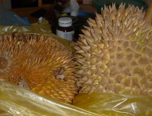 Durian – the Happy Fruit